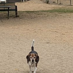 Alameda Small Dog Park - All sand