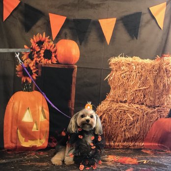 Puppy Cutz - Pet Groomers Near Me - San Jose, California