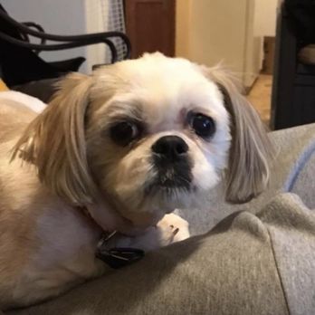 Pooch Parlor - His ears were cut way short when I asked her not to cut them short and they are also uneven. - Pet Groomers Near Me - Springfield, Illinois