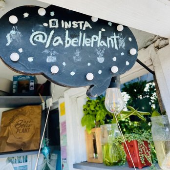 La Belle Plant - Nurseries & Gardening Near Me - Santa Monica, California