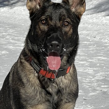 SentinelHarts German Shepherds - Pets Near Me SentinelHarts German Shepherds - Pets Near Me