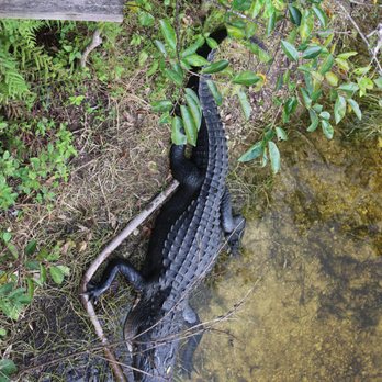 Big Cypress National Preserve - Alligators - Parks Near Me - Ochopee, Florida