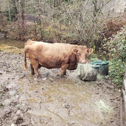 Redmond Petting Farm - A short legged cow who weighs 800 pounds