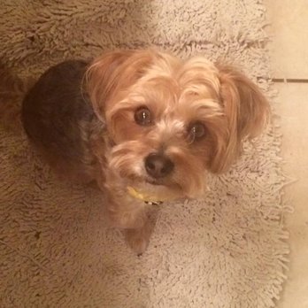 Paw Spa - Pet Groomers Near Me - Hesperia, California Paw Spa - Pet Groomers Near Me - Hesperia, California