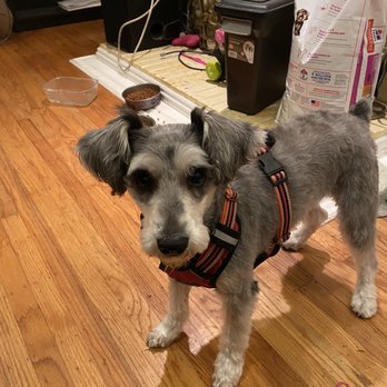 Mutt Cuts Mobile Grooming - Pet Groomers Near Me Mutt Cuts Mobile Grooming - Pet Groomers Near Me