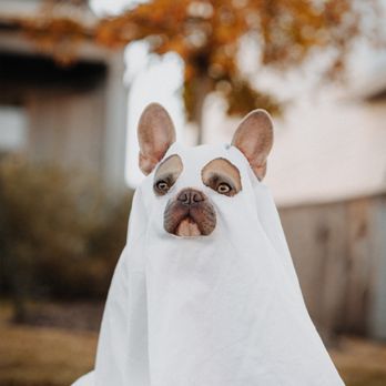 BlackPaw - Pet Groomers Near Me - Louisville, Colorado BlackPaw - Pet Groomers Near Me - Louisville, Colorado