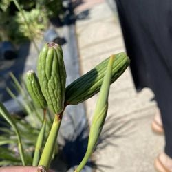 Lakewood Nursery