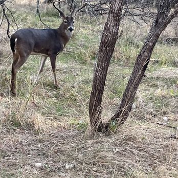 OP Schnabel Park - Young Buck watching me as I stroll on by... - Parks Near Me - San Antonio, Texas OP Schnabel Park - Young Buck watching me as I stroll on by... - Parks Near Me - San Antonio, Texas