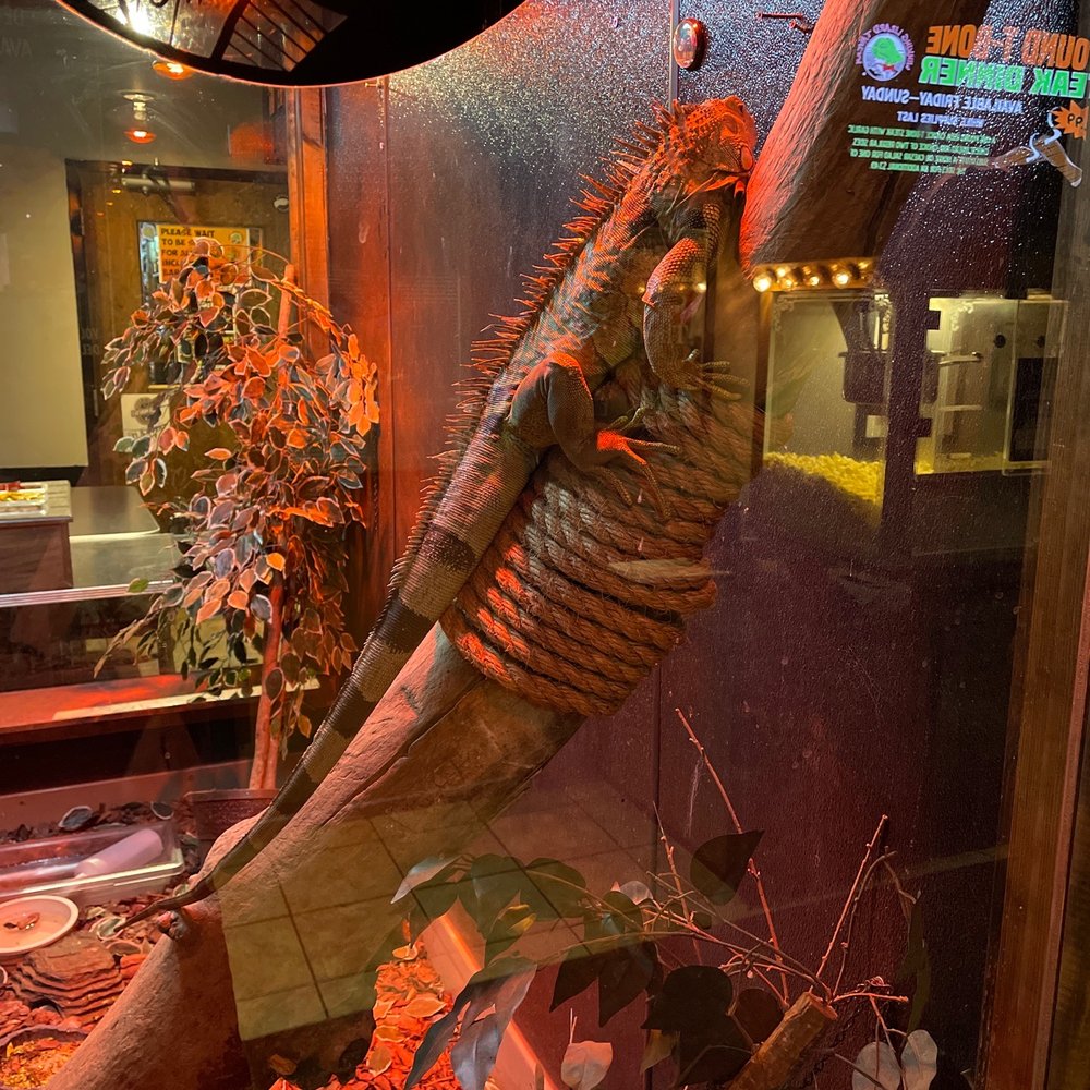 The at Winking Lizard! The at Winking Lizard!
