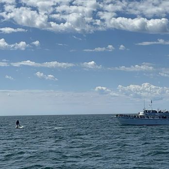 7 Seas Whale Watch - Calf breeching - Whale Watching Tours Near Me - Gloucester, Massachusetts