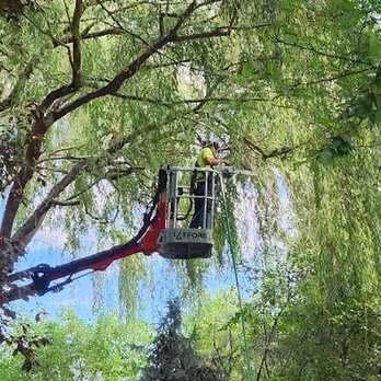 Chandler Tree Service - Quick, easy access to all branched. - Tree Services Near Me Chandler Tree Service - Quick, easy access to all branched. - Tree Services Near Me
