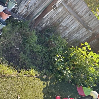 Gilberto Garden Landscape,tree Triming and Removal - Garden bed weeds needing removal - Gardeners Near Me