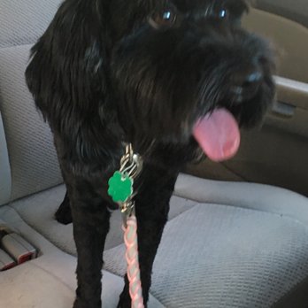 Fresh Pals - After Fresh Pals - Pet Groomers Near Me - Elmhurst, Illinois