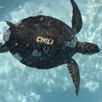 The Turtle Hospital - Turtle - Veterinarians Near Me - Marathon, Florida The Turtle Hospital - Turtle - Veterinarians Near Me - Marathon, Florida