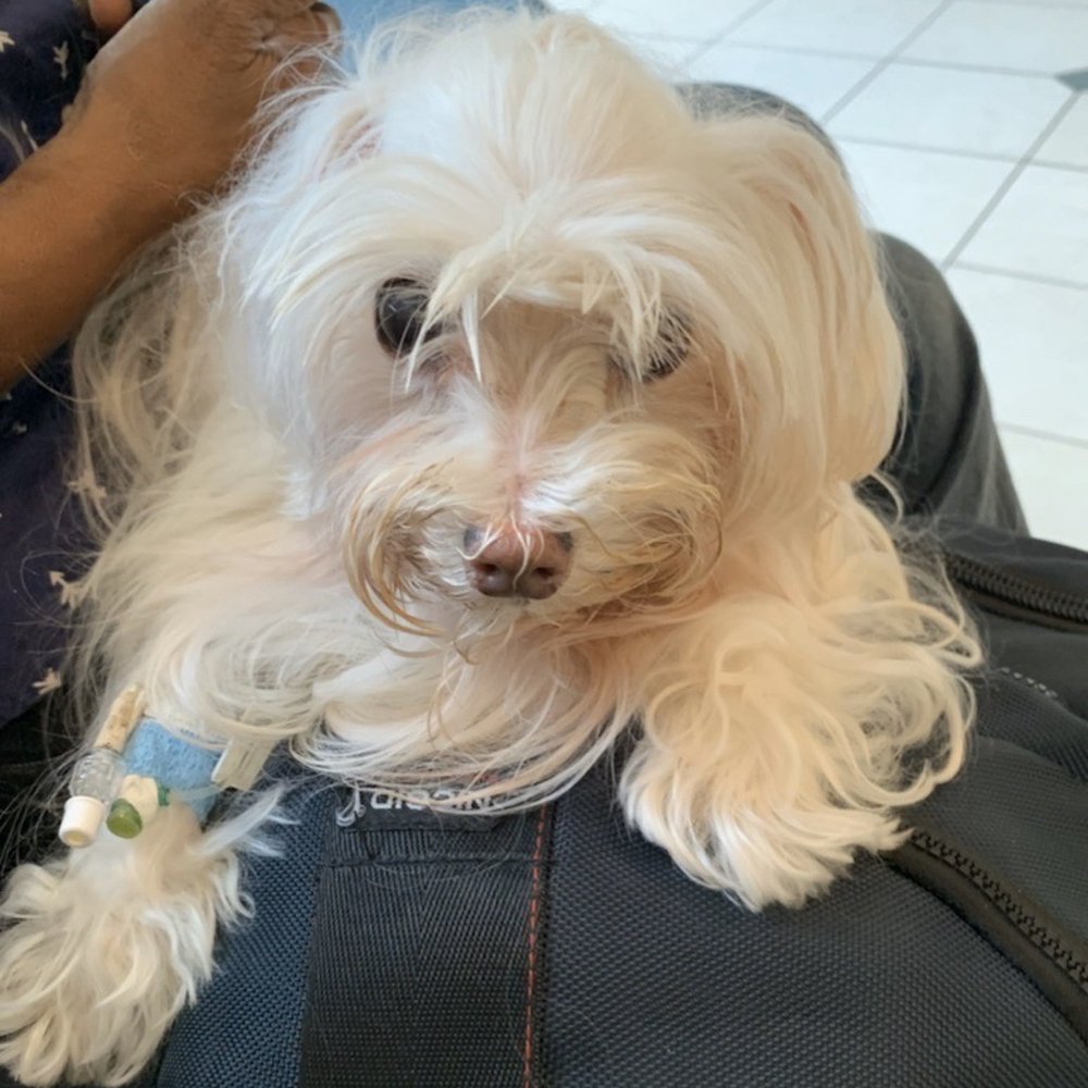 Animal Sterilization and Immunization Services - Gypsy being tested and treated while hospitalized. We were allowed to visit daily. - Veterinarians Near Me - Miami, Florida