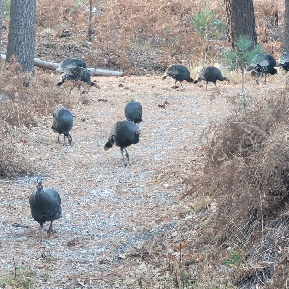 Mount Lemmon - Turkey brought friends on Thanksgiving stroll - Hiking Near Me - Tucson, Arizona Mount Lemmon - Turkey brought friends on Thanksgiving stroll - Hiking Near Me - Tucson, Arizona