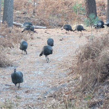 Mount Lemmon - Turkey brought friends on Thanksgiving stroll - Hiking Near Me - Tucson, Arizona