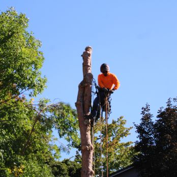 Expert Tree and Yard Service - Tree Services Near Me - Reno, Nevada Expert Tree and Yard Service - Tree Services Near Me - Reno, Nevada