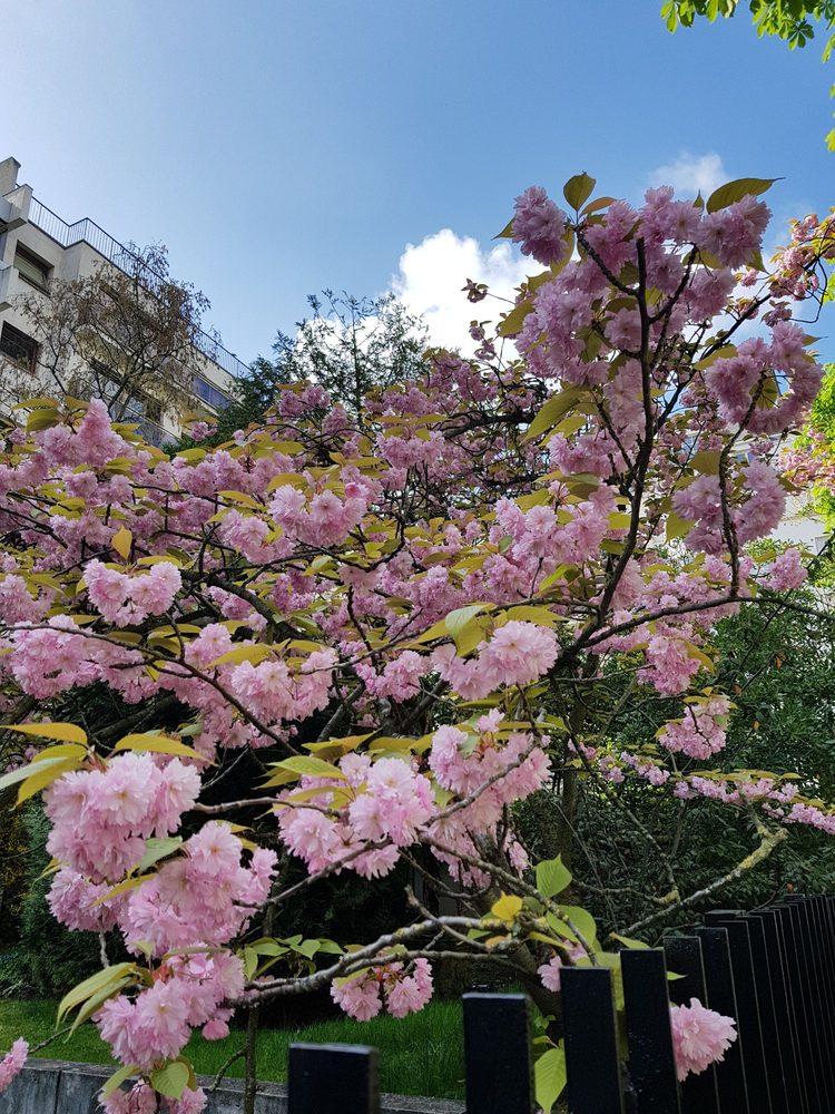 El Churasco Argentino