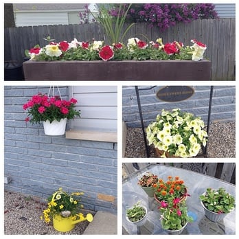 Block's Stand & Greenhouse - My flowers :) - Farmers Market Near Me - Romulus, Michigan