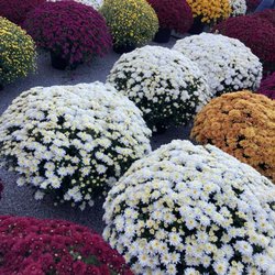 Webb City Farmers' Market - Large Mums tan about $15