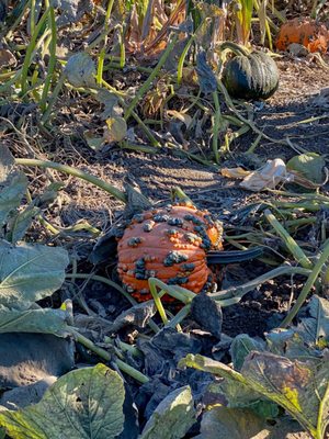 Cool Patch Pumpkins by null