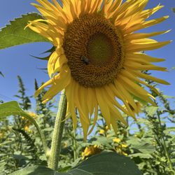 Oak Ridge Farm - Sunflower