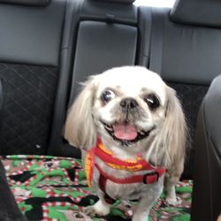Xcel Pet Spa