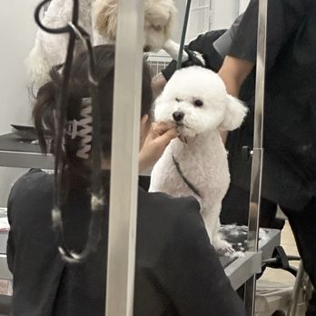 Ironmaya Pet Grooming - Murphy is getting all the attention from Michelle. - Pet Groomers Near Me - Upland, California Ironmaya Pet Grooming - Murphy is getting all the attention from Michelle. - Pet Groomers Near Me - Upland, California