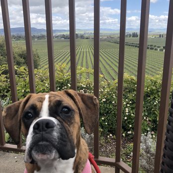 Gloria Ferrer Winery - Wineries Near Me - Sonoma, California Gloria Ferrer Winery - Wineries Near Me - Sonoma, California