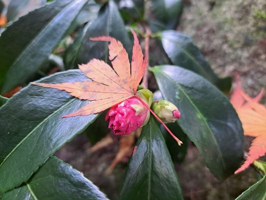 Kubota Garden by null