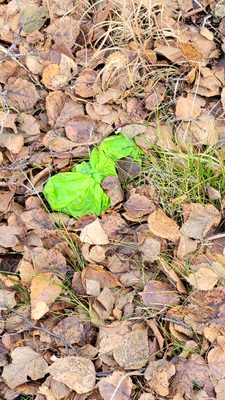 Kincaid Park by null