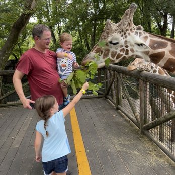 Memphis Zoo - Giraffe Feeding - Zoos Near Me - Memphis, Tennessee Memphis Zoo - Giraffe Feeding - Zoos Near Me - Memphis, Tennessee