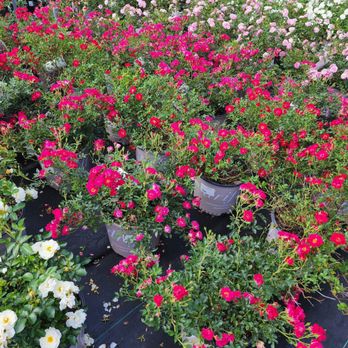 Petal and Pond - Nurseries & Gardening Near Me - Lawrenceville, Georgia
