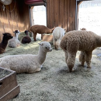 Buck Brook Alpacas - Herds of Alpacas - Attraction Farms Near Me - Roscoe, New York Buck Brook Alpacas - Herds of Alpacas - Attraction Farms Near Me - Roscoe, New York