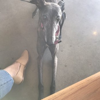 Stonecloud Brewing Company - Dog-friendly! They brought out some treats as soon as we came in :) - Breweries Near Me - Oklahoma City, Oklahoma