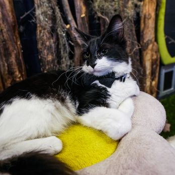 Sydney's Cat Lounge & Sanctuary - Pet Adoption Near Me - Austin, Texas