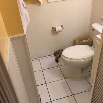The Palms Hotel - The bathroom, I had to clean the floors with paper towels that I brought because it had hair and hadn't seen a mop in days. - Hotels Near Me - Key West, Florida The Palms Hotel - The bathroom, I had to clean the floors with paper towels that I brought because it had hair and hadn't seen a mop in days. - Hotels Near Me - Key West, Florida