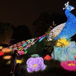 Wild Lights event display -- July 2026