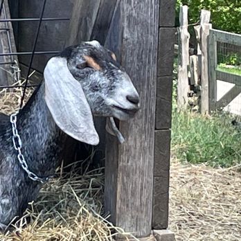 Riverdale Farm - Zoos Near Me - Toronto, Ontario Riverdale Farm - Zoos Near Me - Toronto, Ontario