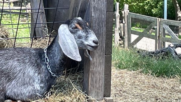 Riverdale Farm by null