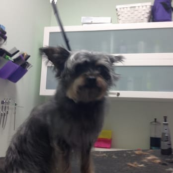 Pet Spa & Retreat - Before - Pet Sitting Near Me - Katy, Texas Pet Spa & Retreat - Before - Pet Sitting Near Me - Katy, Texas
