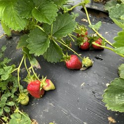 Allenbrooke Farms - Strawberries