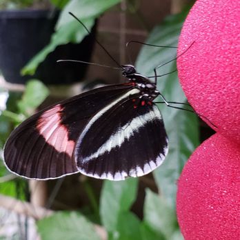 Butterfly Pavilion - Museums Near Me - Westminster, Colorado
