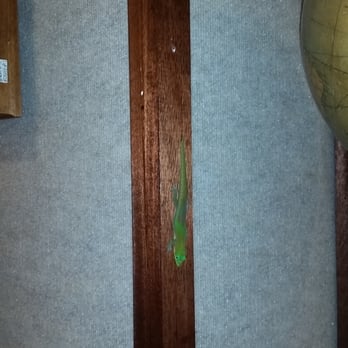 Lahaina Printsellers - Their resident gecko. - Art Galleries Near Me - Lahaina, Hawaii Lahaina Printsellers - Their resident gecko. - Art Galleries Near Me - Lahaina, Hawaii