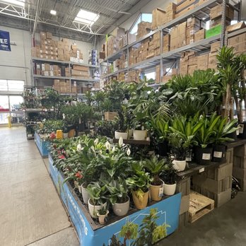 Lowe's Home Improvement - Tropical Plants - Hardware Stores Near Me - Bixby, Oklahoma Lowe's Home Improvement - Tropical Plants - Hardware Stores Near Me - Bixby, Oklahoma