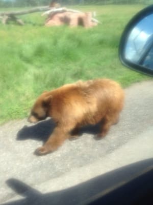 Bear Country USA by null