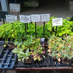 Hutchins Farm - Potted vegetables