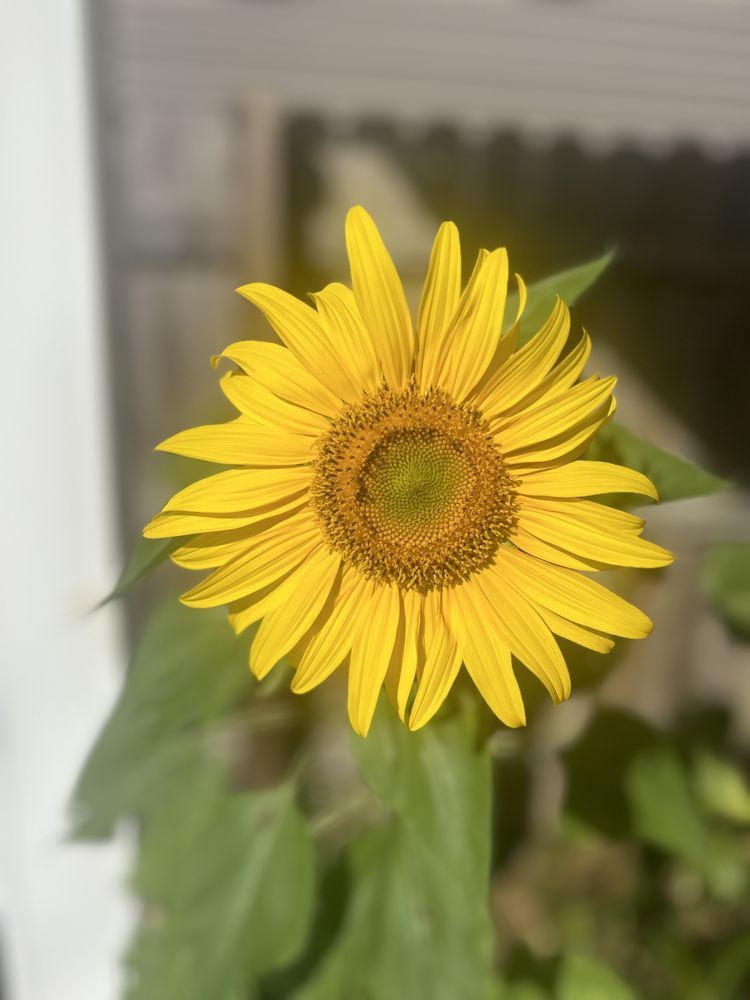 Global & Sons Landscaping & Gardening - tree service in Lexington, KY