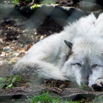 Wolf Haven International - Educational Services Near Me - Tenino, Washington Wolf Haven International - Educational Services Near Me - Tenino, Washington
